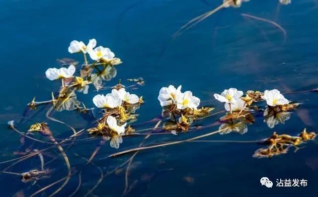 春菜花春菜花 影音先锋_都安海菜花几月开花_海菜花