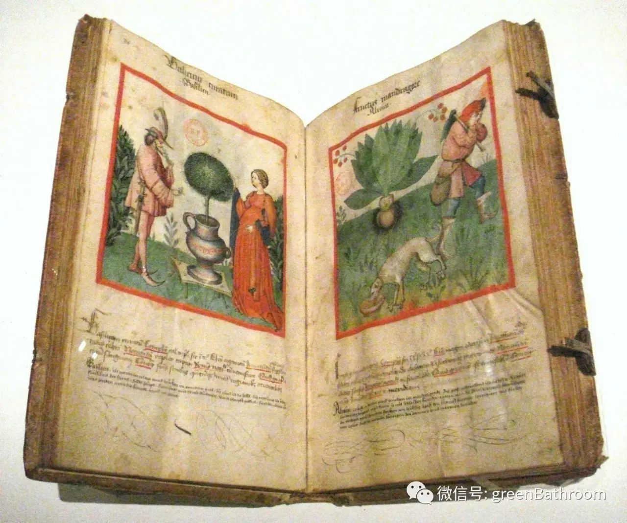 这些古老神秘的植物手抄本,只有很少人知道 | 荒野图书馆