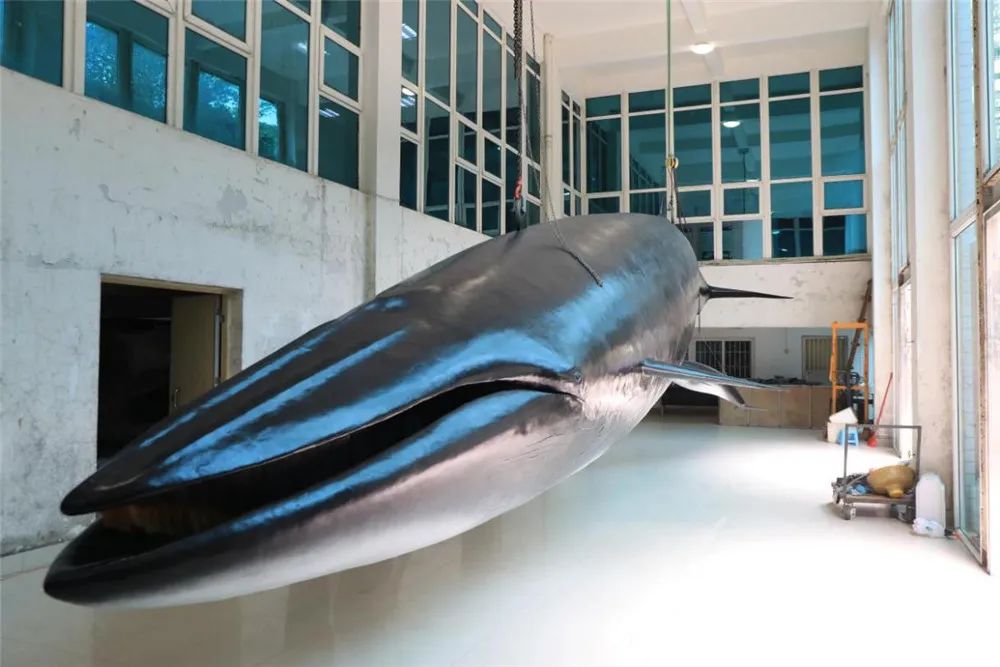 我馆大型海洋哺乳动物-广东海洋大学水生博物馆