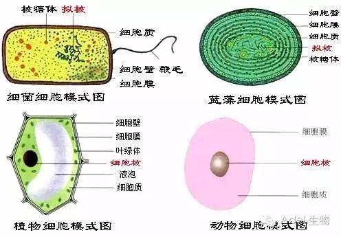 高1生物必修一第一章知识点