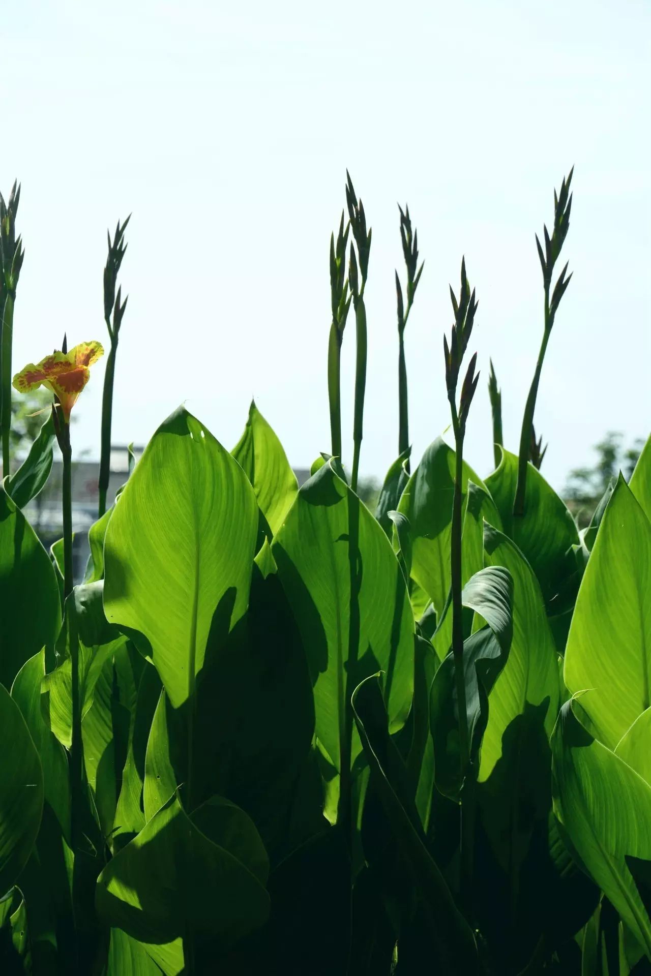 王跃文:过江龙和强盗草