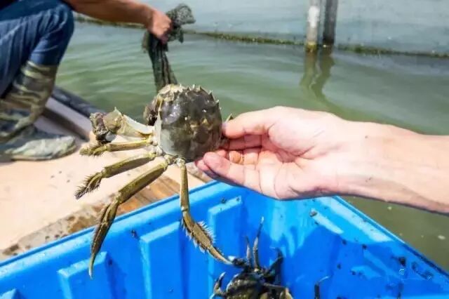 捕捞 天气的异常多变 导致大闸蟹上市时间比以往延迟 今年的阳澄湖