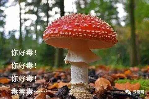 "建议市民不要吃黄罗伞和白罗伞,因为他们长得和剧毒菌黄盖鹅膏,黄盖