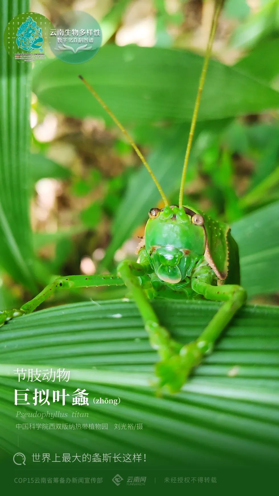 云南生物多样性数字化百科图谱节肢动物巨拟叶螽世界上最大的螽斯长