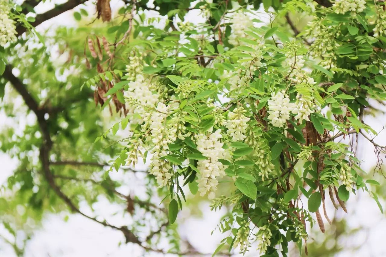 大连市花—— 槐花