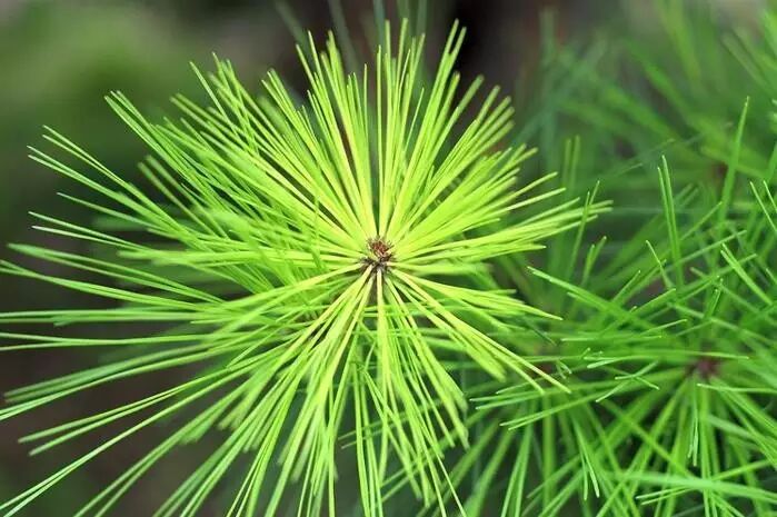 【走进松针油临床应用，了解其前景及药理研究分析】