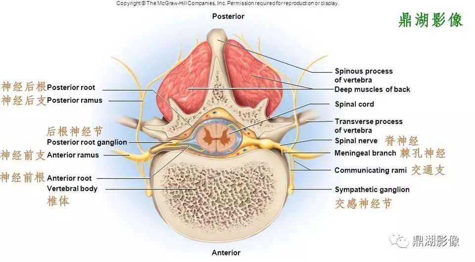 鼎湖影像#  脊神经后支(posteriorramusofspinalnerve)在椎间孔处发