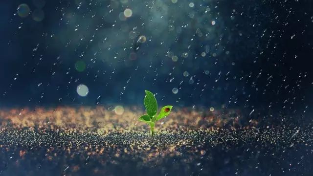 荐读:家长,我想,你一定误会了"静待花开"教育的真正含义.