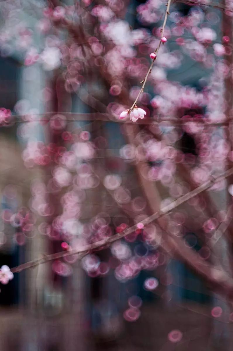 百家|星城三月落花飞,此花一出百花摧.