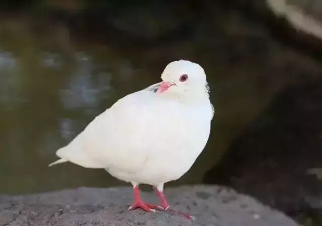 一只鸽子告诉你，什么叫珍惜（说的真好）