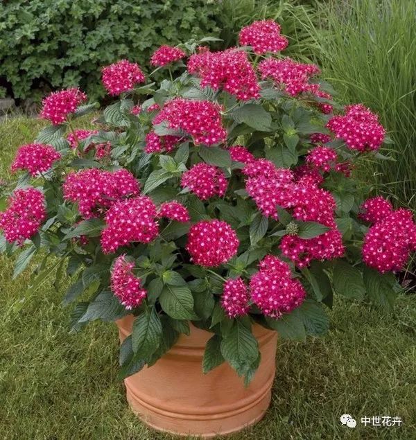 18种常见花卉育种技术——繁星花"壁画"种植技术