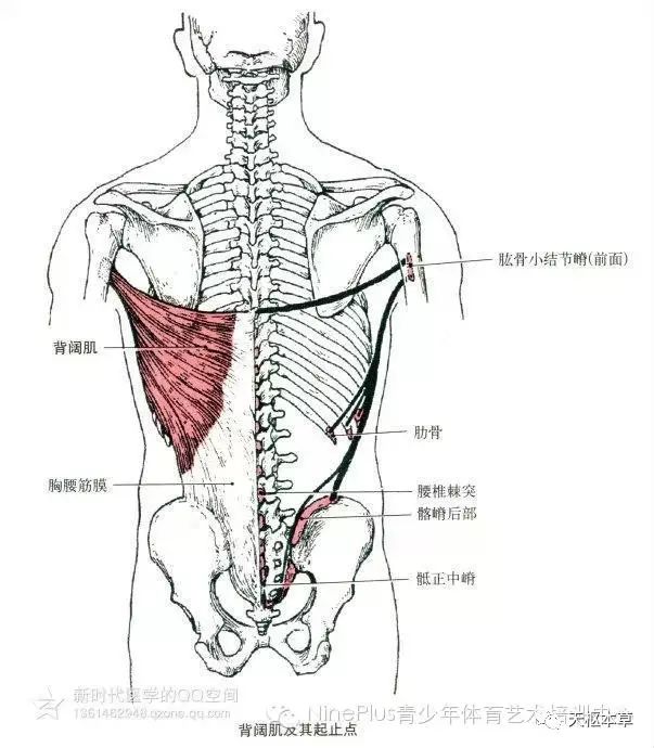 【一目了然】全身骨骼肌功能及起止点图解一览(上篇)