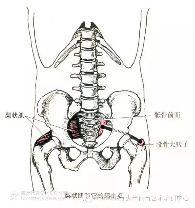 22 梨状肌 部位:骶骨前面,小骨盆后壁.    起点:第2～5骶椎前侧面.