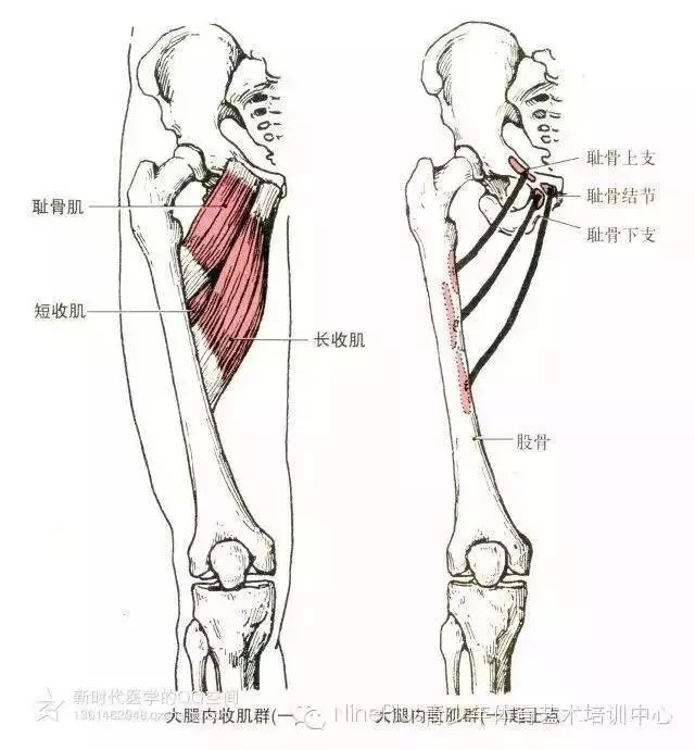 一目了然全身骨骼肌功能及起止点图解一览下篇