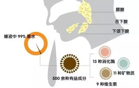 唾液养生，燕窝滋补有一手！