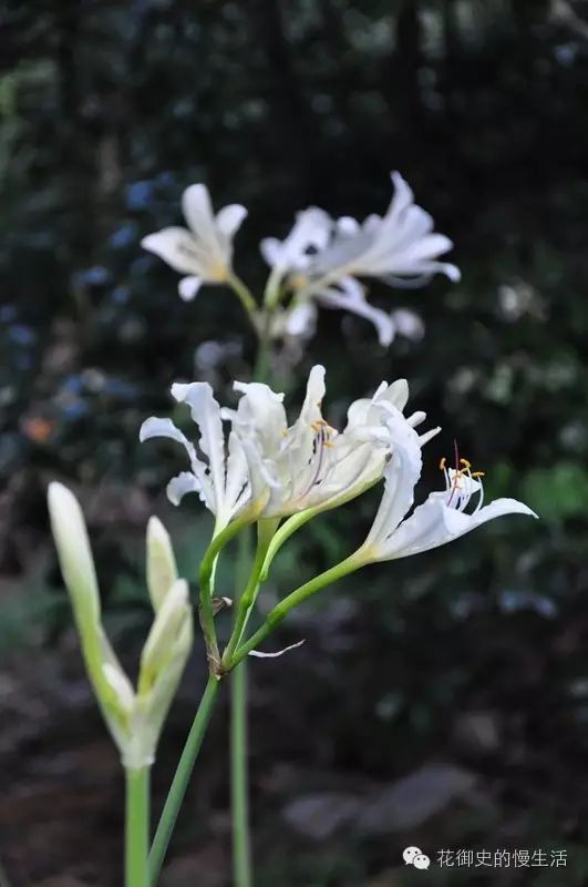 3,江苏石蒜. 花白色,花被片褶皱略卷.