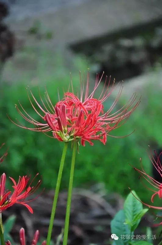 看图识花#常见的石蒜("彼岸花","曼珠沙华")