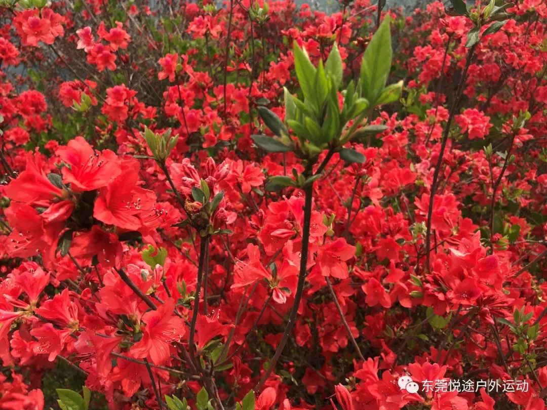 悦途户外4月5号通天蜡烛杜鹃花之约