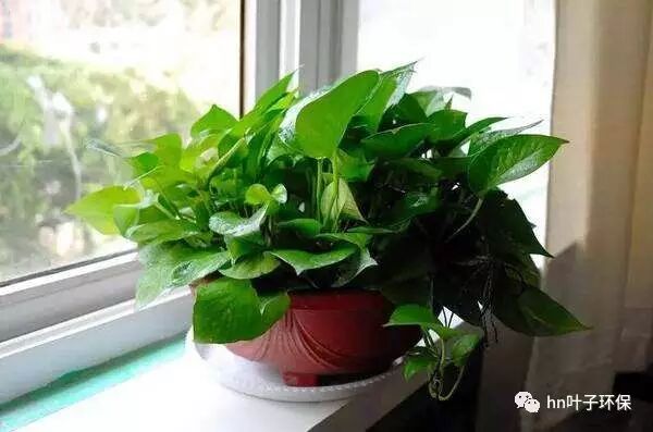 新房裝修如何預(yù)防室內(nèi)甲醛等污染物超標(biāo)？|新聞動態(tài)-武漢小小葉子環(huán)?？萍加邢薰?/></section></section></section><section class=