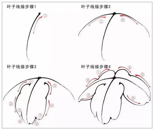 而反瓣根部的转折部分光洁顺滑,适合以兰叶描勾勒.