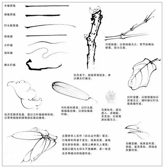 干货|中国工笔画花鸟白描和牡丹花头的染法(含视频教程)