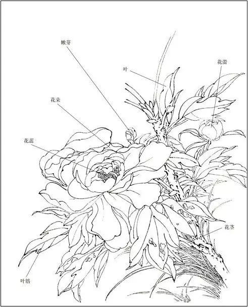 干货|中国工笔画花鸟白描和牡丹花头的染法(含视频教程)