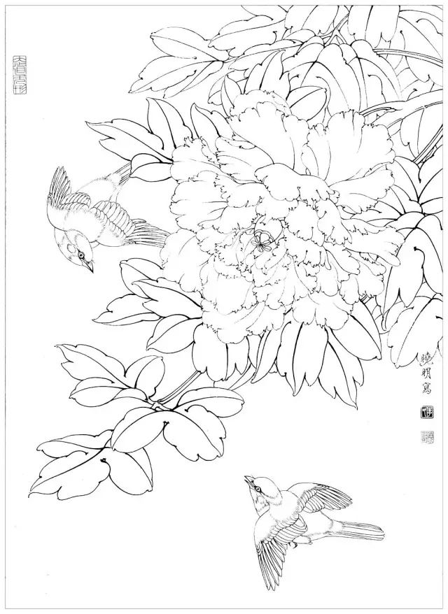 干货|中国工笔画花鸟白描和牡丹花头的染法(含视频教程)