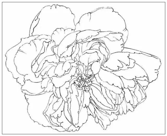 干货|中国工笔画花鸟白描和牡丹花头的染法(含视频教程)