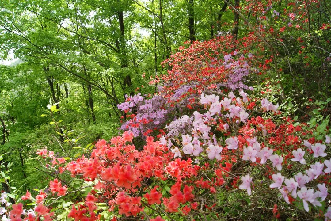 龙首山庄1.jpeg