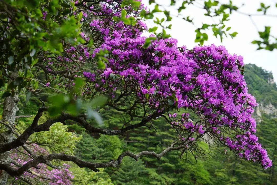尧山.jpg