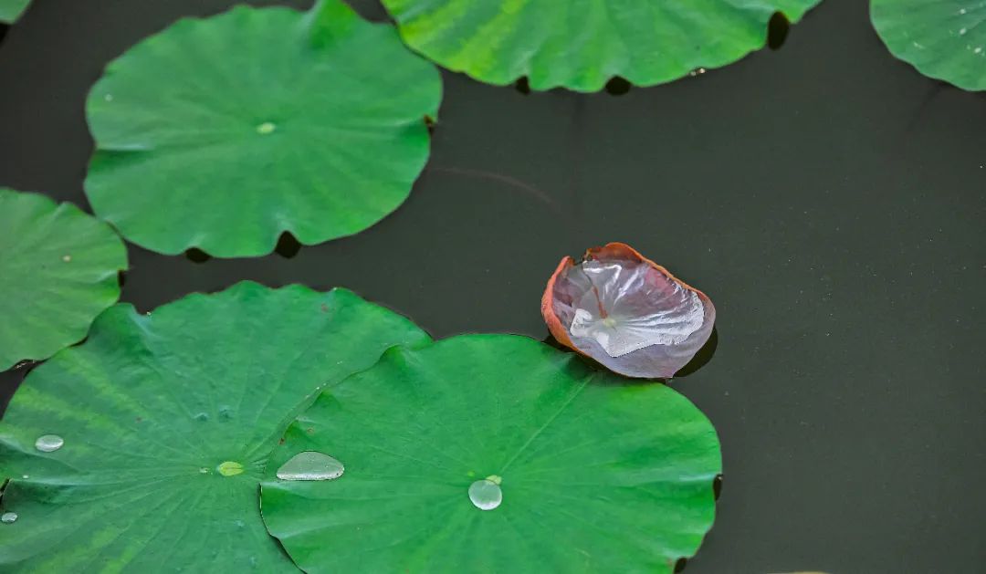 行走在荷花长廊,呼吸着新鲜的空气,聆听大自然的鸟语虫鸣,行走在云水