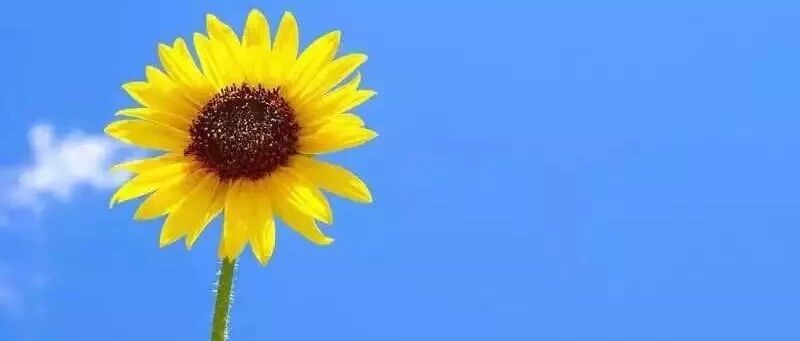 杨子老师第七期40天网络主题晨课&ldquo;十个身体&rdquo;之二&mdash;&mdash;阳性心意+中性心意|现在开始报名了