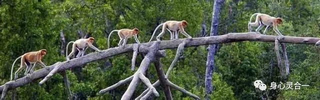 人世间是什么生物_世界生物是什么_世间生物人是什么样的