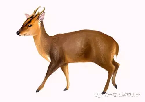 小白鞋只能算基础单品，今年麂皮鞋才是主角