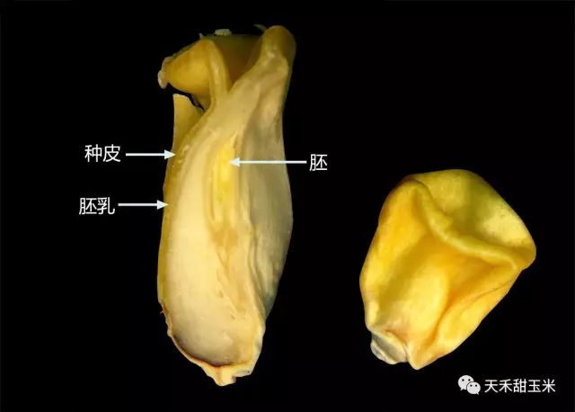 甜玉米种子的组成及作用