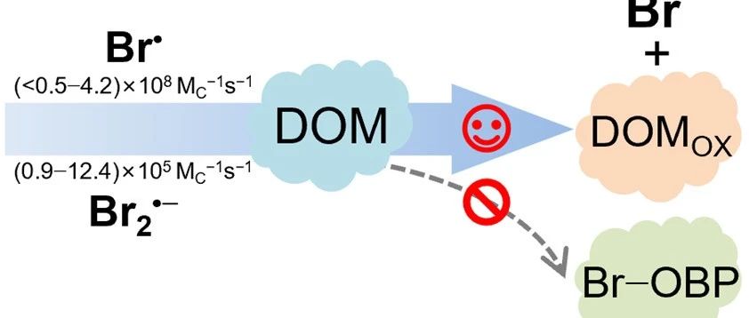 中山大学杨欣团队ES&T:溴自由基与溶解性有机质的反应动力学及溴代有机副产物的生成