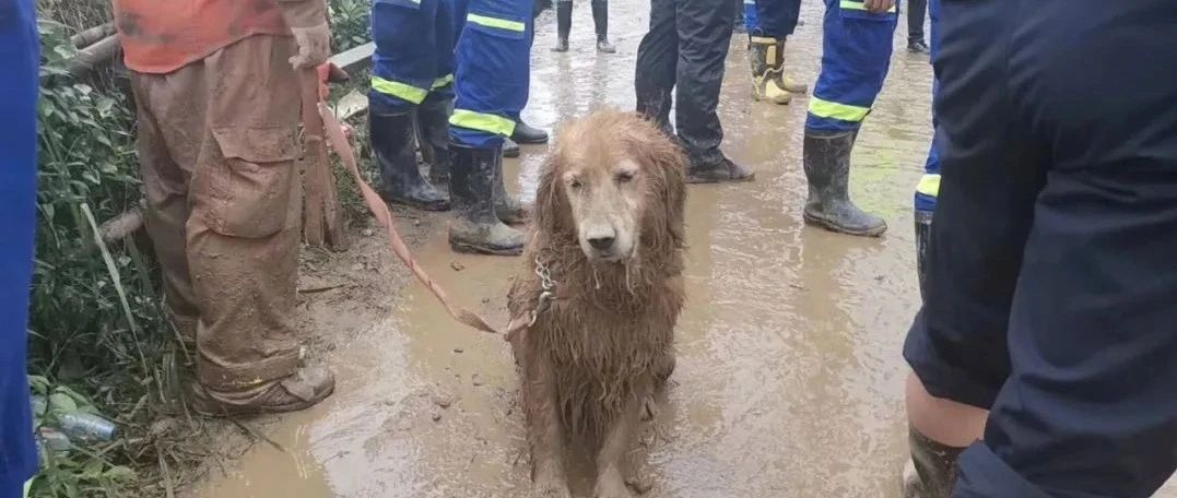 那只被拼尽全力救人的大金毛搜救犬终于退役了，为了带它回家，这个等了整整6年……