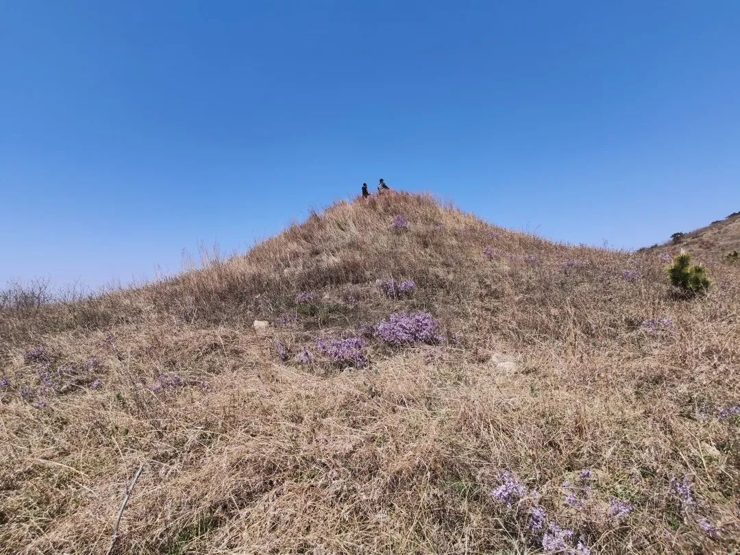 山东明清海防遗址之大嵩卫考古调查顺利结束