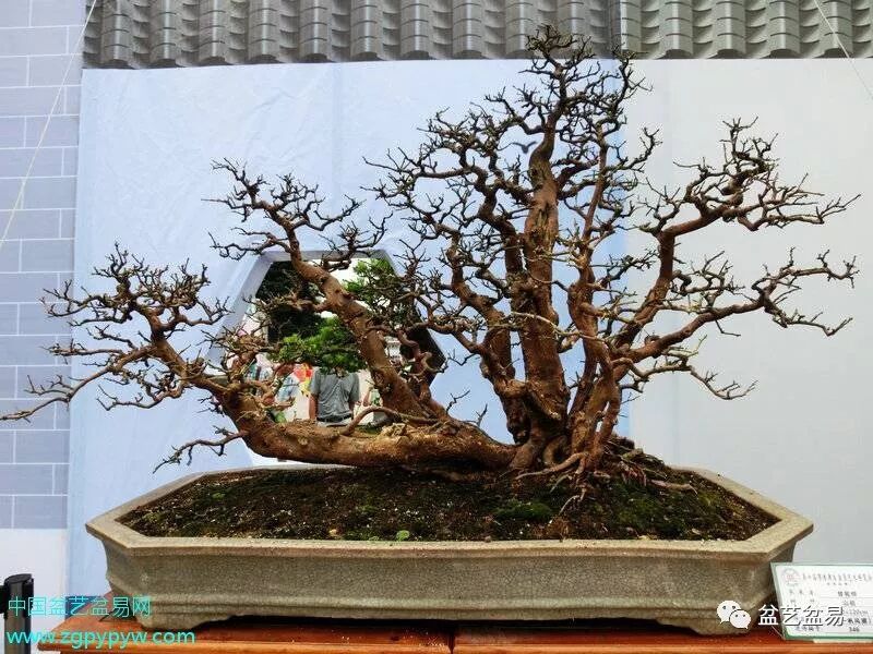 曾宪烨先生最新力作《树木盆景造型技艺详解》出版发行