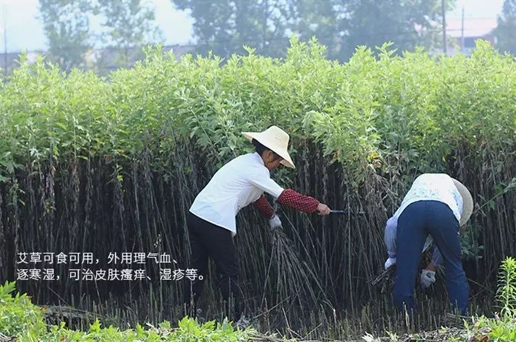 蕲春阳光充足,雨水丰沛,昼夜温差大,这里的艾草繁茂高