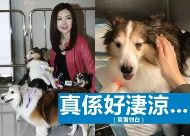 叶翠翠爱犬肾衰竭不留医:带返家终老