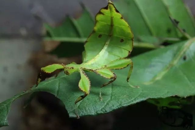 护树罗锅不仅拟态树枝,还拟态树叶(喂你本来就是植物好吧),跟叶海龙的