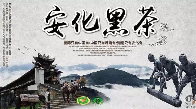 “安化黑茶”凭借什么一路走红？