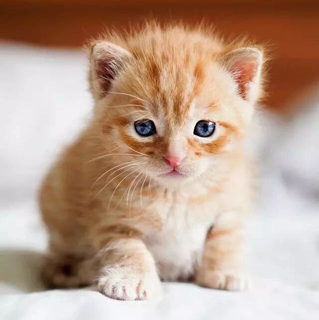 杨子漩短篇小说《呆女孩于小鱼》下篇