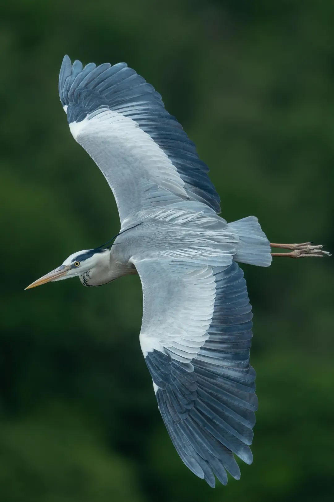翎影惊鸿——富士GFX100 II+GF500mm F5.6生态摄影体验