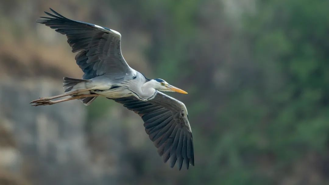 翎影惊鸿——富士GFX100 II+GF500mm F5.6生态摄影体验