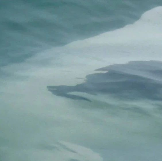 喜讯！钦州三娘湾又有一条中华白海豚幼崽出生