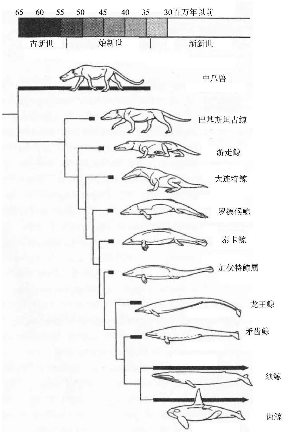 从中爪兽向鲸的演变(引自迈尔2009)
