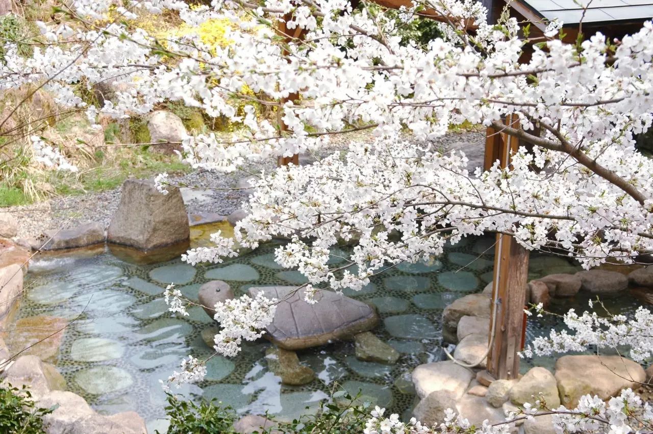 箱根樱花温泉