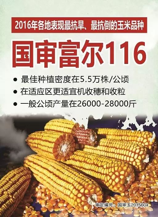 明年继续种玉米?这些内容不可不看!